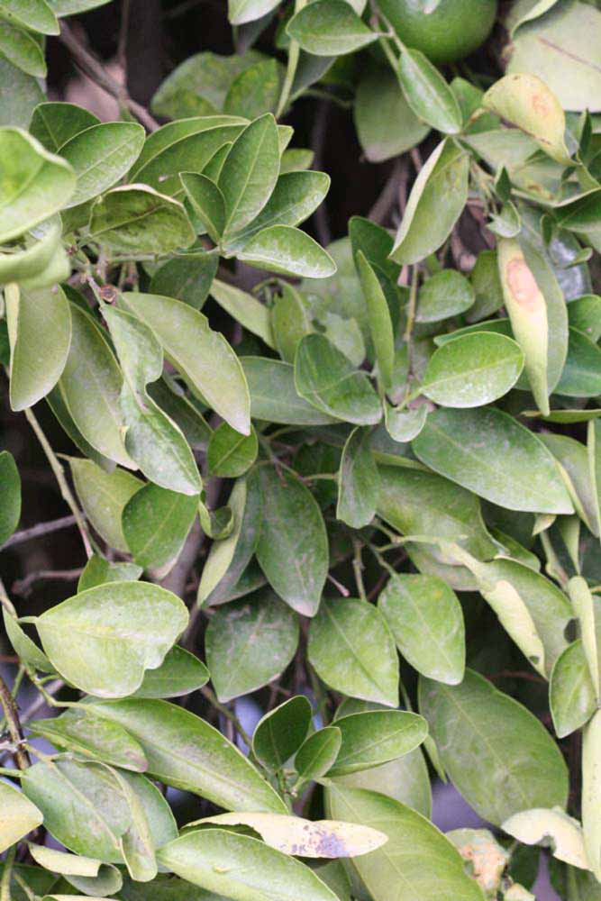              Sun leaves (Riverside, CA)       